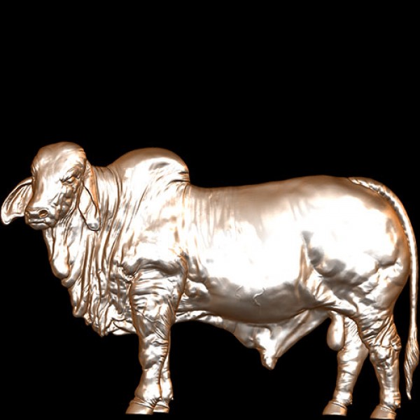 Brahma Bull